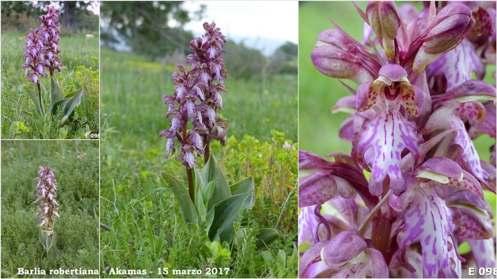 Cipro marzo 2017 : le orchidee di Venere.